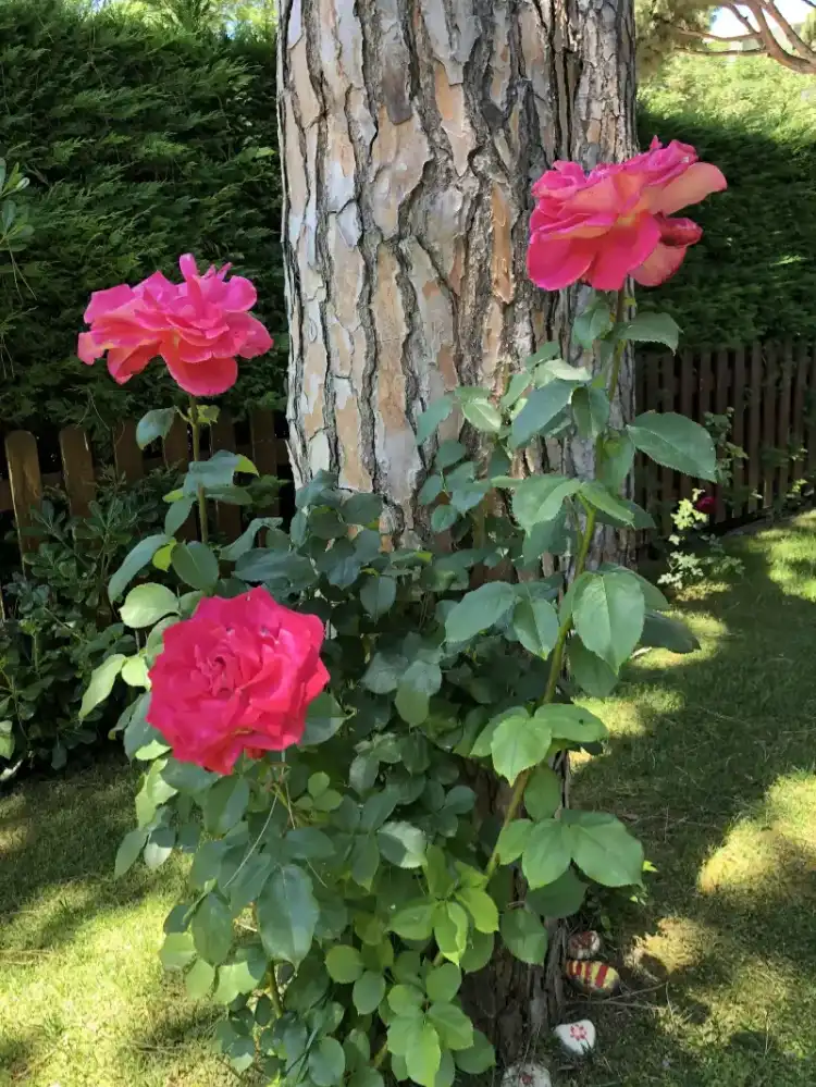 rosas del jardin